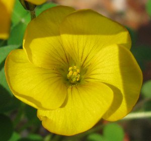 Oxalis perdicaria (lobata) 